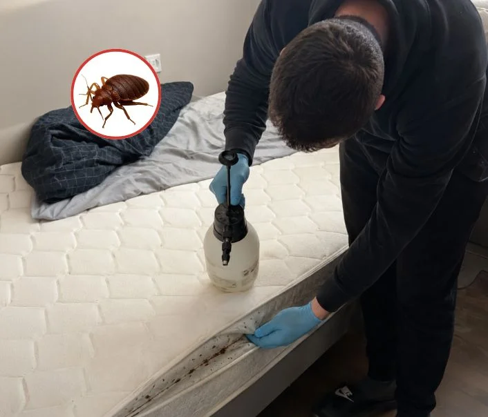 Technicien traitant un matelas contre les punaises de lit à Médan